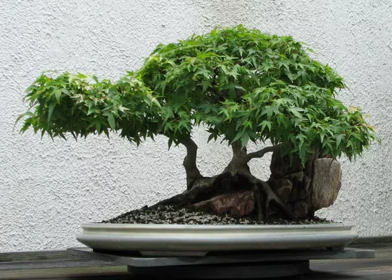 SAFLAX Blumensamen Roter Fächerahorn Saatgut Acer palmatum Bonsai