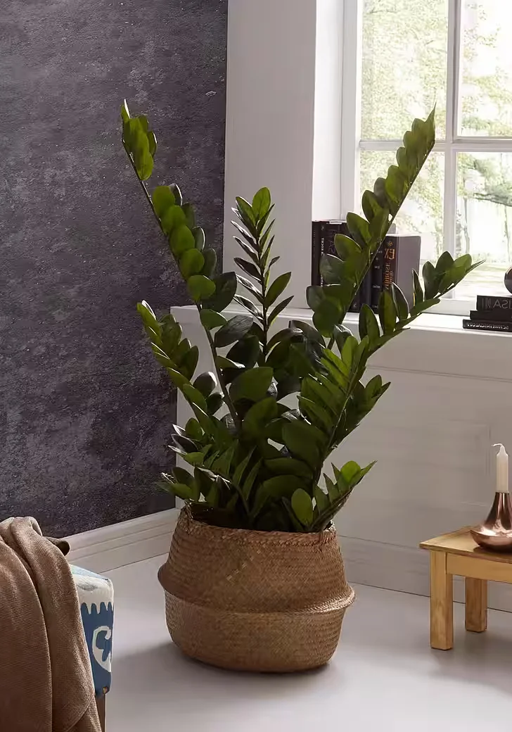 Kunstpflanze Zamifolia Zimmerdeko pflegeleicht immergrün