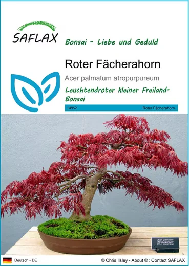 SAFLAX Blumensamen Roter Fächerahorn Saatgut Acer palmatum Bonsai