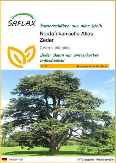 SAFLAX Blumensamen Nordafrikanische Atlas Zeder Baumsamen Konifere