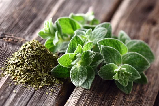 SAFLAX BIO Oregano Samen Kräutersamen für Garten und Balkon