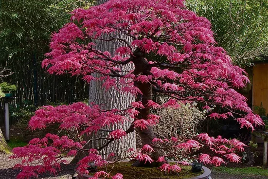 SAFLAX Blumensamen Roter Fächerahorn Saatgut Acer palmatum Bonsai